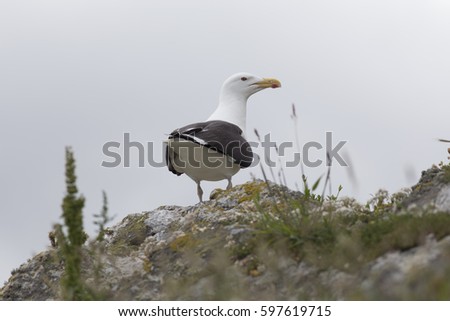 Herring Gull of Ireland's Eye