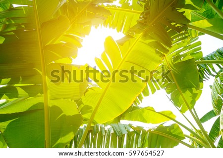 banana leaves with sun rays, green tropical foliage texture background