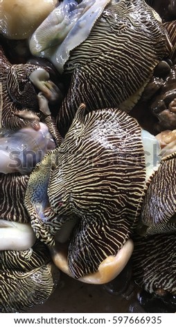 Giant clam meet (Tridacna gigas)