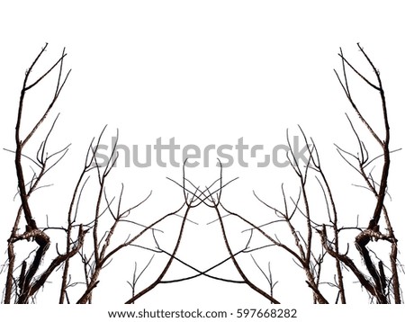 Branches without leaves on a white background.