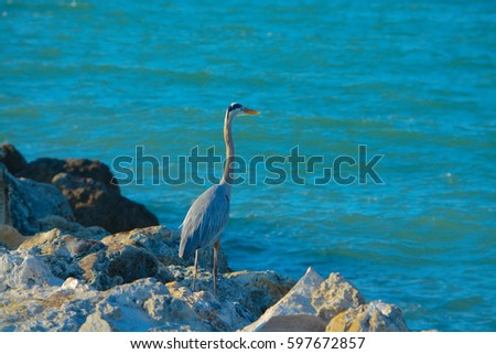 Blue Heron in Sand Key Park on the Gulf of Mexico, Florida.