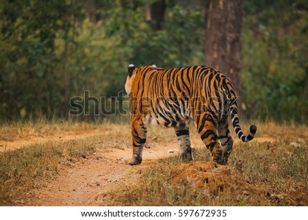 Bengal tiger (Panthera tigris tigris) is the most numerous tiger subspecies. walking in wild