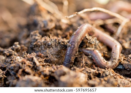Macro shot of an earthworm making its way into the ground Royalty-Free Stock Photo #597695657