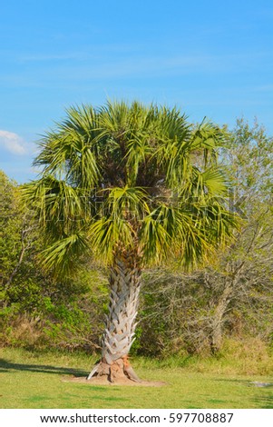 Palm tree in Picnic Island Park near Tampa, Florida