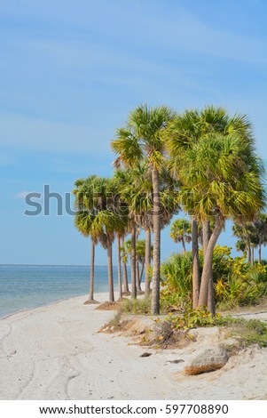 Palm trees on the beach at Picnic Island Park on Tampa Bay, Florida