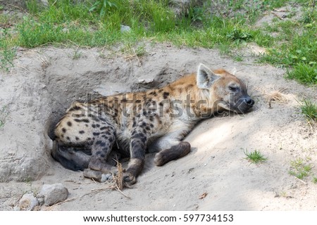 Hyena Sleeping