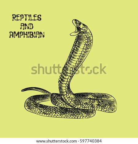 snake hand drawn sketch isolated on green background and green blob with drops. Reptiles and amphibian sketch elements vector illustration.