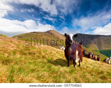 Flock of sheep and goat in the Carpathian mountains. Sunny summer scene in the mountain hill. Beauty of nature concept background.
