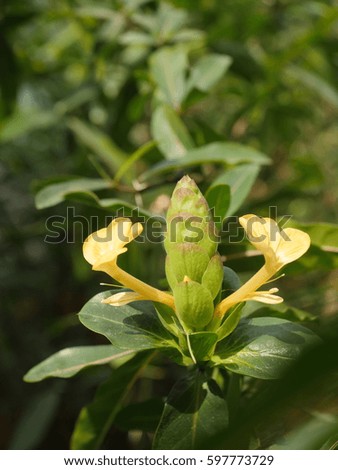 hophead barleria flower, porcupine flower or hophead philippine violet, the herbal medicine plant, asian folk medicine.