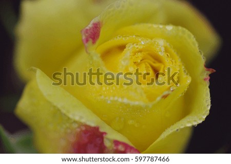 Yellow rose with water droplets.