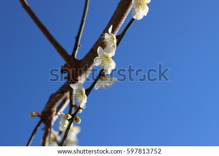 White flower of plum