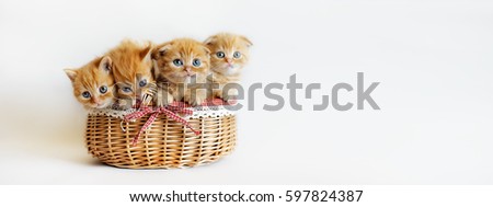 four British red kitten in wicker basket with bow isolated on white banner. Funny orange cats Royalty-Free Stock Photo #597824387