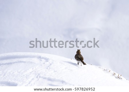 Winter and cute little bird. Horned Lark. Winter scene. White snow background. Bird: Horned Lark Eremophila alpestris.