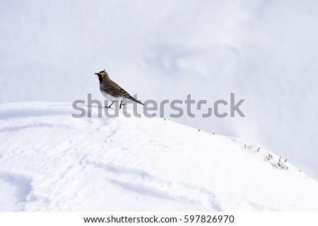 cute bird Horned Lark. Winter scene. White snow background
Horned Lark Eremophila alpestris