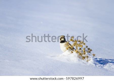 cute bird Horned Lark. Winter scene. White snow background
Horned Lark Eremophila alpestris