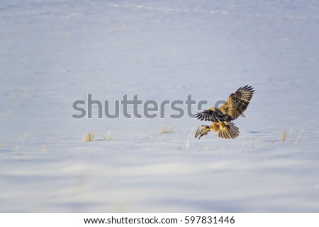 Hunting Buzzard. White snow background. Bird: Long legged Buzzard  Buteo rufinus.  