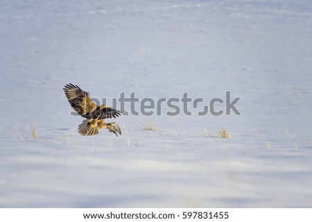 Buzzard hunting. White snow background
Long legged Buzzard  Buteo rufinus  