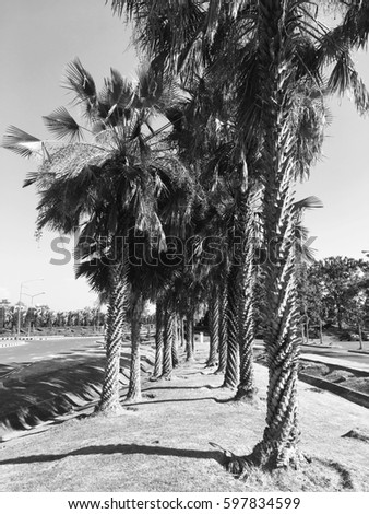 Palm trees in black and white tone