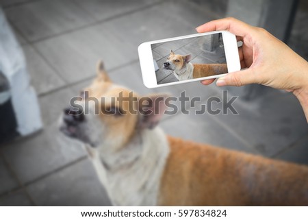woman hand holding and using mobile,cell phone,smart phone photography and a stray dog on concrete floor with blurred a stray dog on concrete floor.