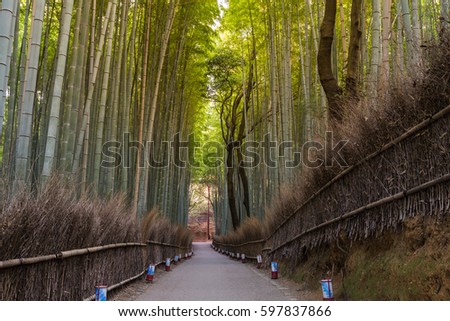 Arashiyama bamboo forest and walking way in Kyoto, Japan, natural landscape background