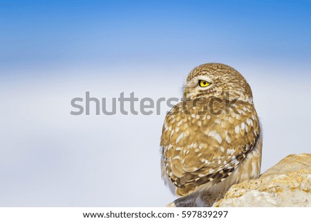 little owl and winter background. White blue background.
Little Owl Athene noctua
