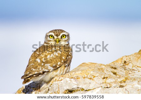 Little owl. White winter nature background. Owl: Little Owl Athene noctua.