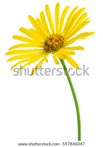 Yellow flower of Daisy, original botanical name - Doronicum orientale, flower isolated on white background 1:1 macro lens shot