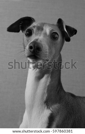 Cute little dog posing: Italian Grey Hound