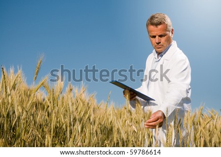Mature technician holding and examining a wheat ear during a quality control in field