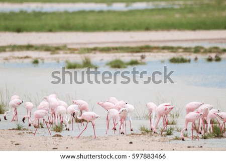 flamingo etosha national park namibia country africa
