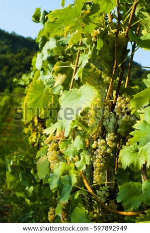 wine grapes on vine stock at wineyard