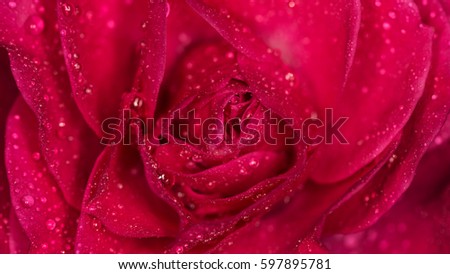Rose flower with drops of water. Macro photography, small depth of field