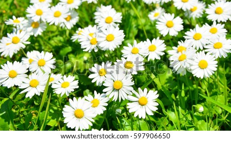 spring daisy in the meadow
