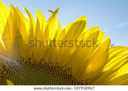 CAMILLUS, NY - Close-up of a bright yellow sunflower in a field of sunflowers on a sunny summer day.