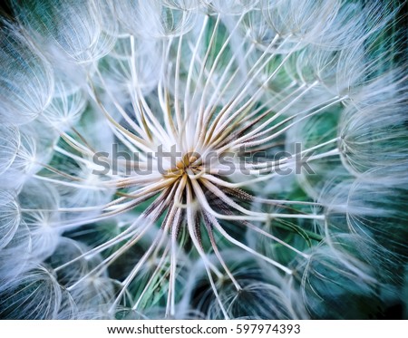 Tragopogon pseudomajor S. Nikit. Dandelion seeds, photo close up. Toning with high contrast. Royalty-Free Stock Photo #597974393