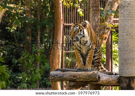 Tiger looking at his prey and ready to attack