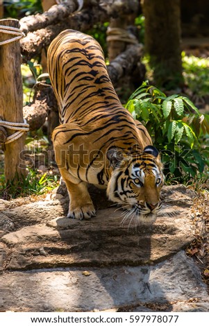 Tiger starring at the prey in water stream