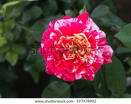 Red White Rose Flower in The Garden