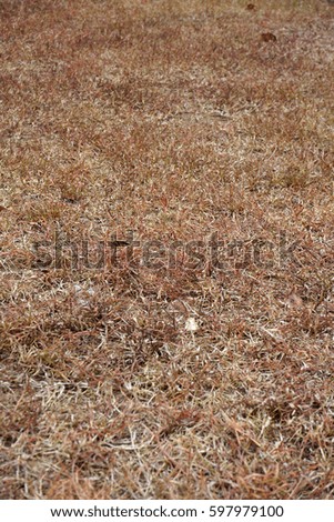 Grass lack of care,leaves wither,pale yellow leaves,dehydrated 