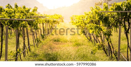 Winery yard at Pattaya Thailand, Vine yard