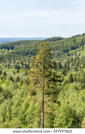 Pine tree in the wilderness