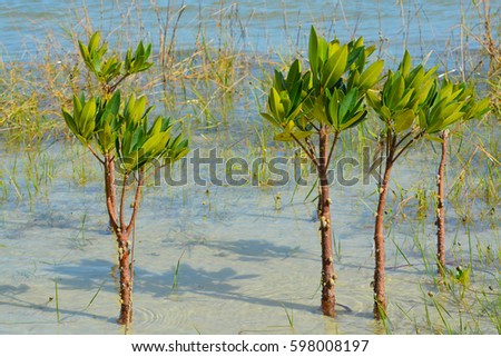 Mangroves growing on Tampa Bay, Florida