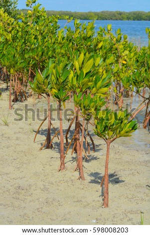 Mangroves on Tampa Bay, Florida
