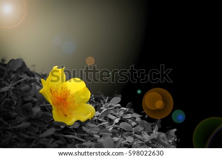 yellow flower with dramatic tone in dark background and flair effect