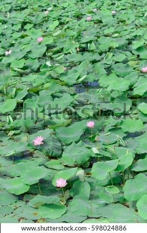 beautiful lotus garden in Mekong delta, Vietnam