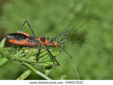 Milkweed assassin bug Zelus longipes insect nature Springtime pest control. Royalty-Free Stock Photo #598027832