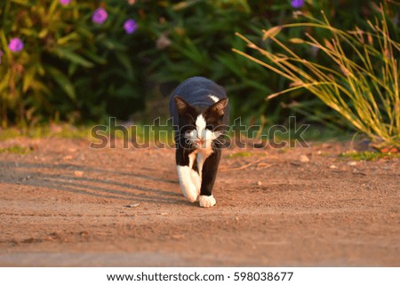 black and white cat  walking
