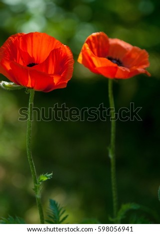 poppy. a herbaceous plant with showy flowers, milky sap, and rounded seed capsules. drugs such as morphine and codeine