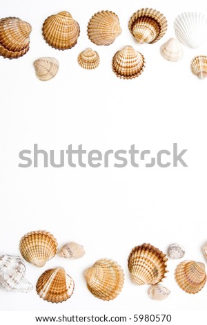 different shells on white