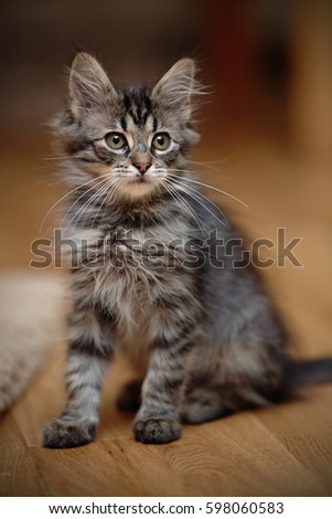 Gray fluffy striped kitten sits on a floor.  